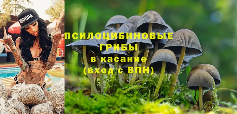 Псилоцибиновые грибы Magic Shrooms  закладка  Луза 